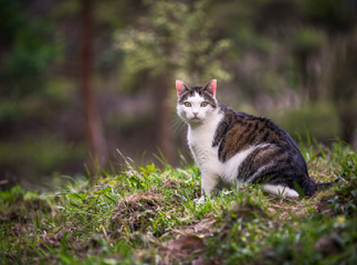 chat nature